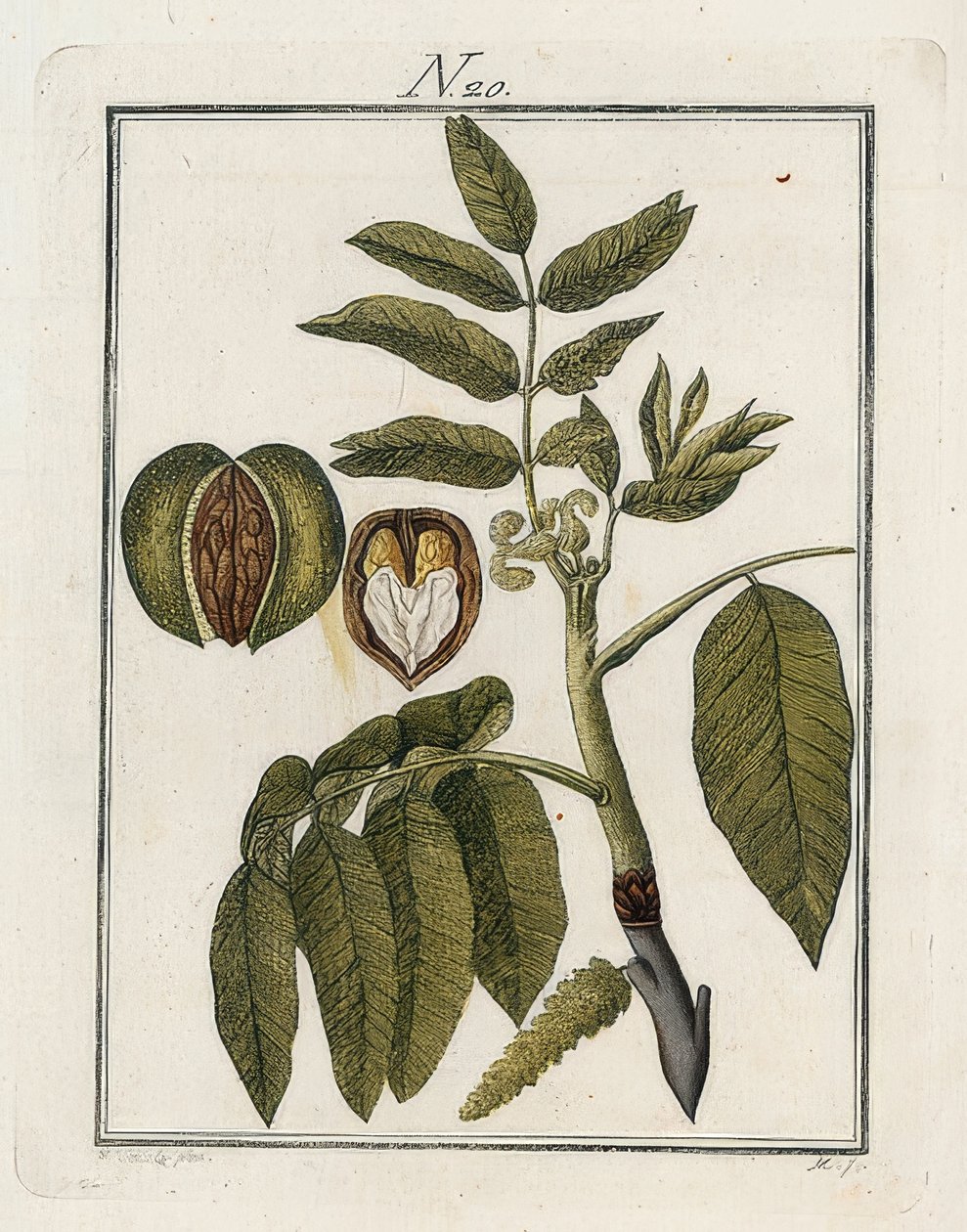 الجوز. العالم في صور. المجلد 3. منشئ. فيينا. 1790 بواسطة غير معروف