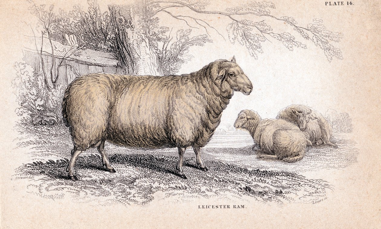 ديشلي نيو ليستر رام ، c1840 بواسطة غير معروف