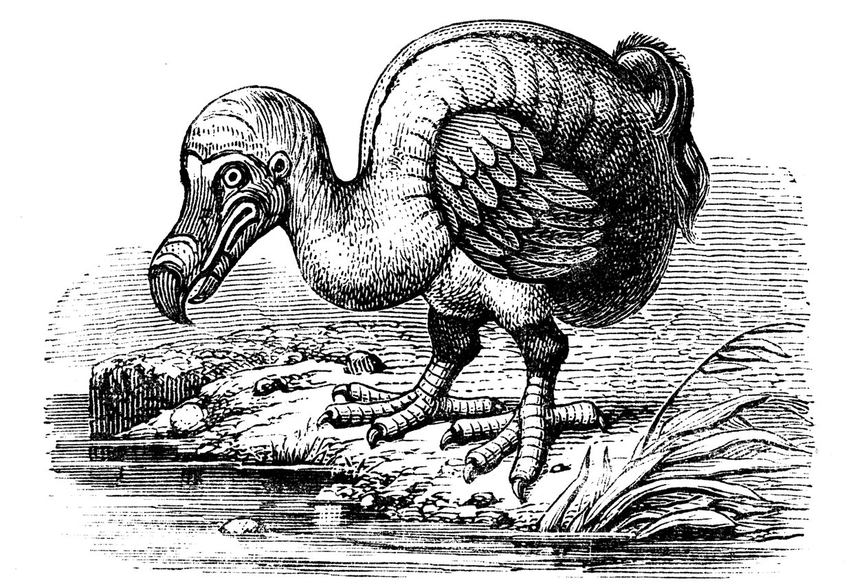 دودو ، 1884 بواسطة غير معروف