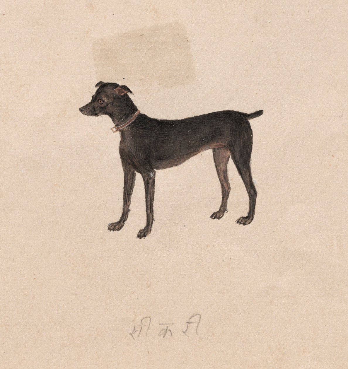 كلب ، 1800s. بواسطة غير معروف