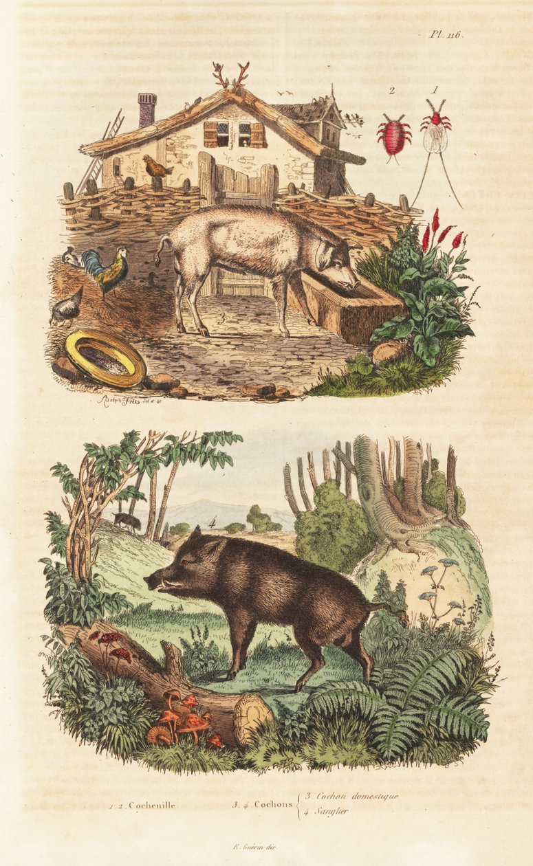الخنازير الداجنة ، Sus scrofa localus 3 ، الخنزير البري ، Sus scrofa 4 والخنفساء القرمزية ، Dactylopius coccus 1،2 بواسطة غير معروف