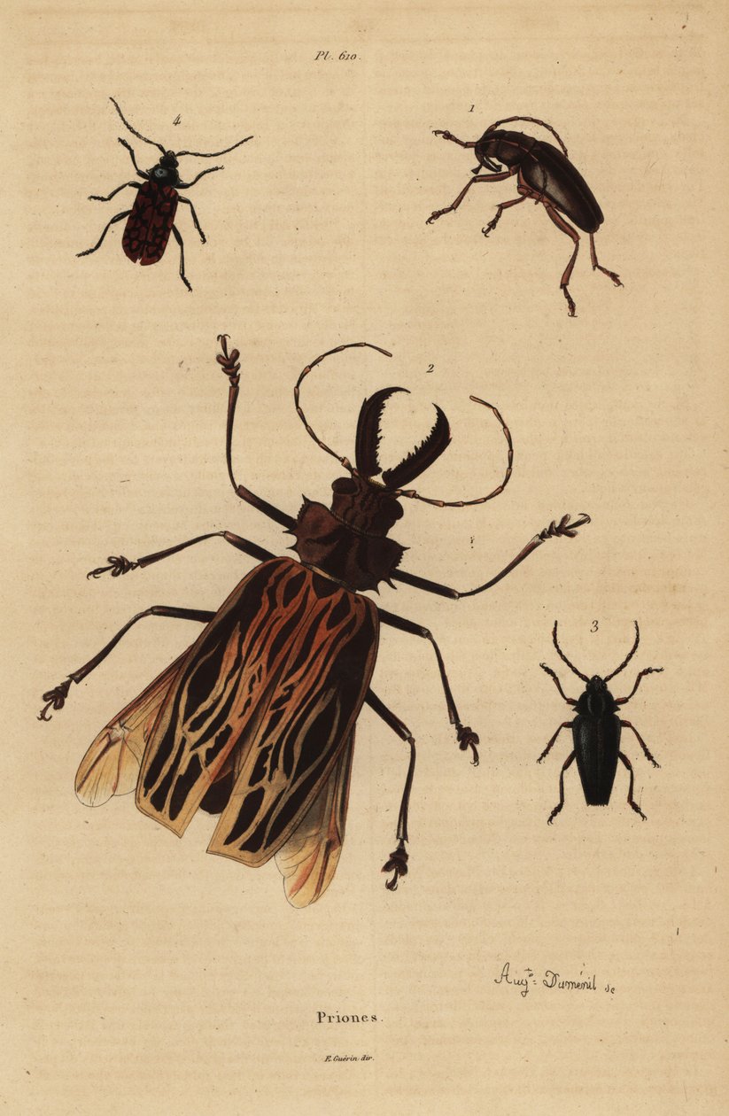 مفارقة Dorysthenes 1 ، Macrodontia cervicornis ، الضعيفة 2 ، Elateropsis lineatus 3 و Prionus versicolor 4 بواسطة غير معروف