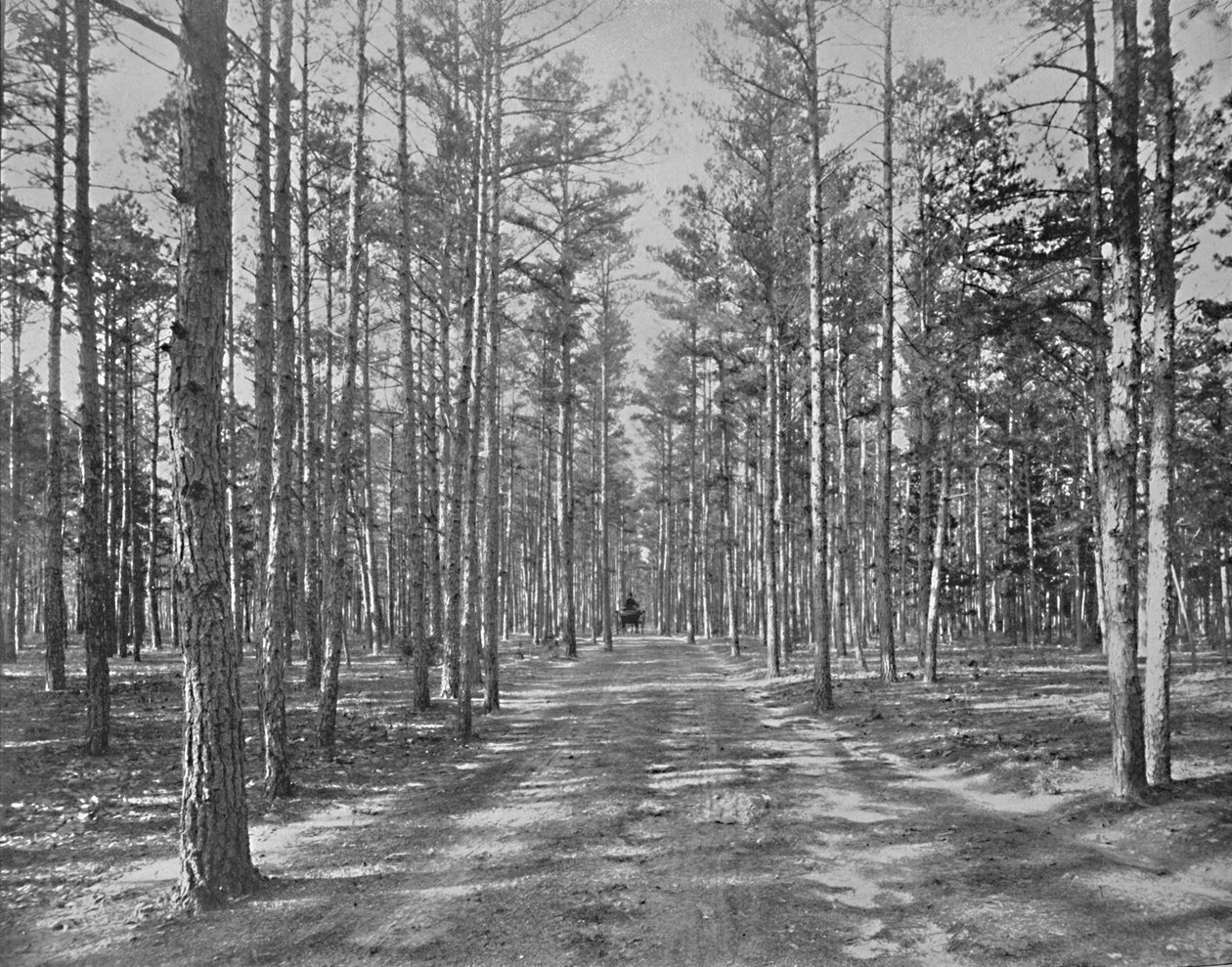 القيادة في Piney Wods Park ، Lakewood ، New Jersey ، c1897. بواسطة غير معروف