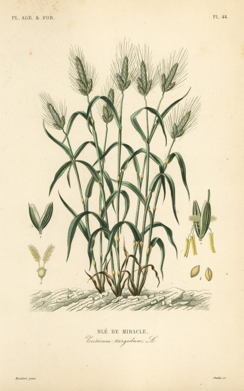قمح صلب ، قمح معكرونة أو قمح ماراكوني ، Triticum turgidum ، Ble de miracle بواسطة غير معروف