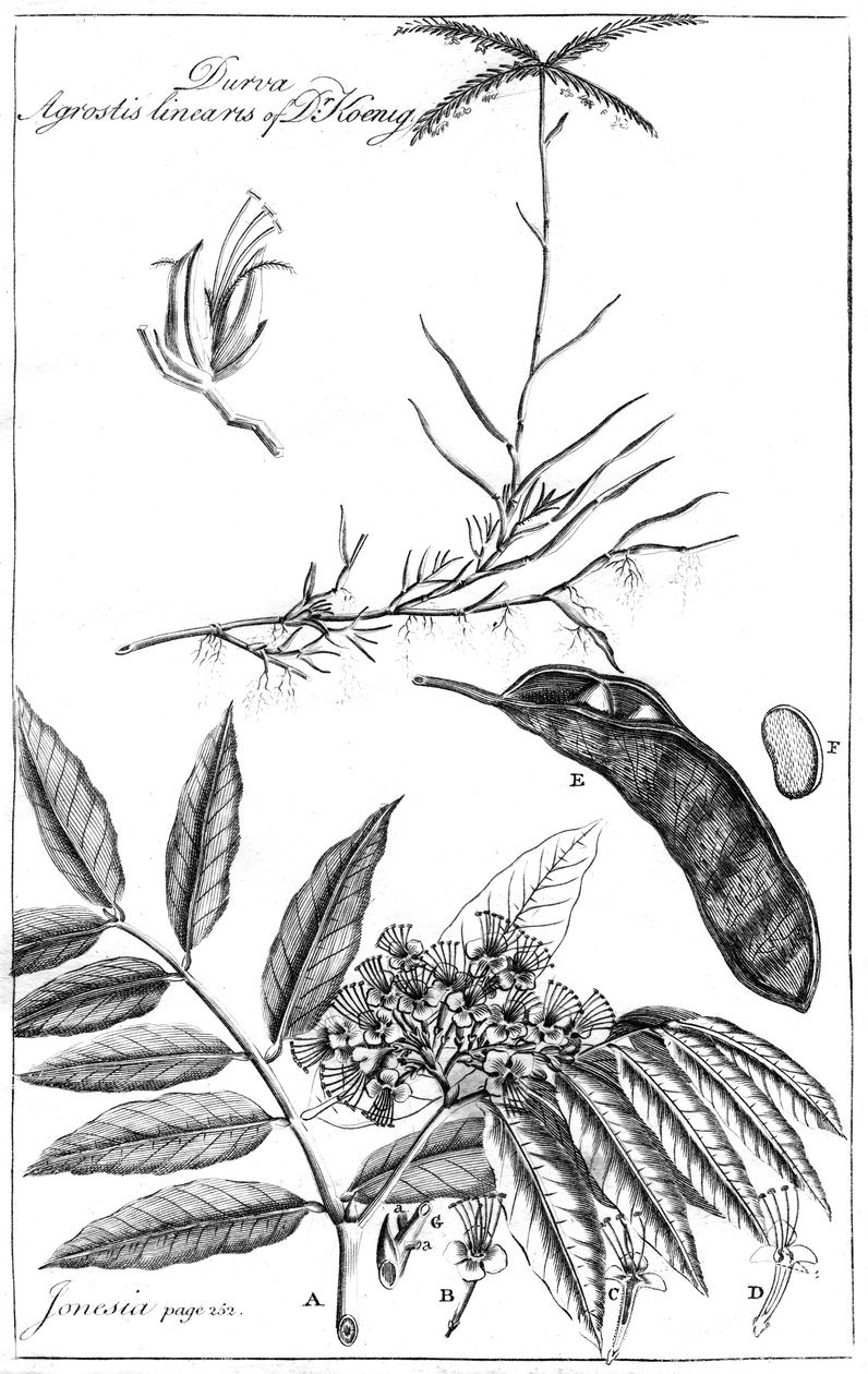 Durva Agrostis Linearis من الدكتور Koenig ، 1799 بواسطة غير معروف