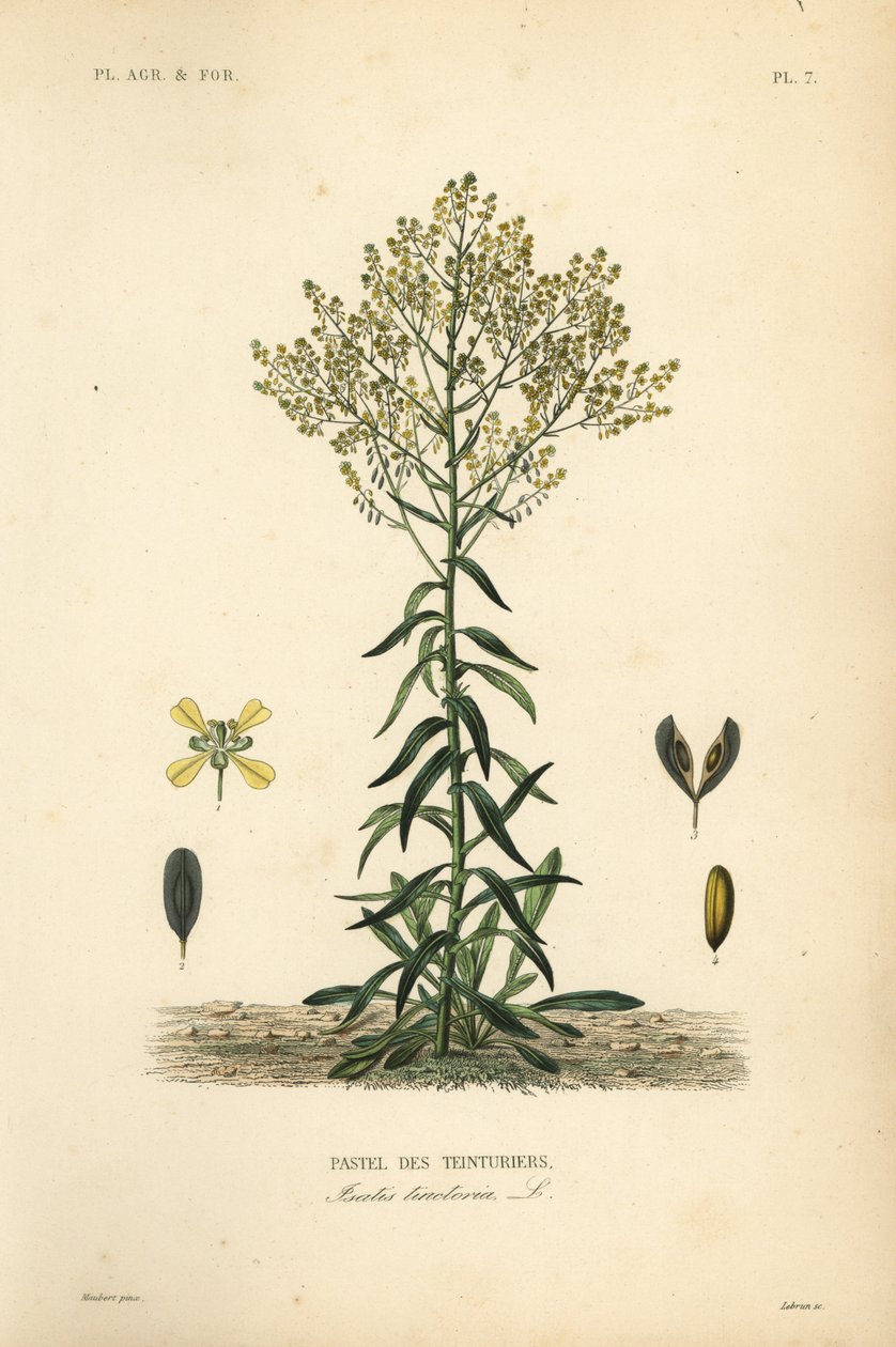 وواد داير ، Isatis tinctoria ، Pastel des Teinturers بواسطة غير معروف