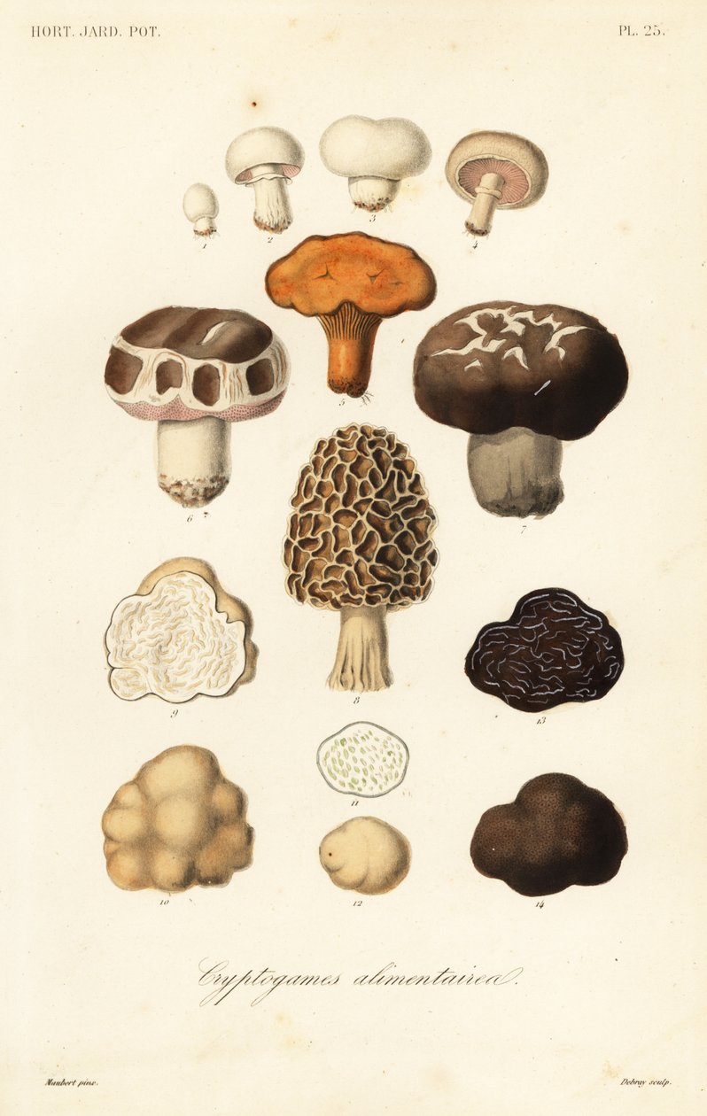 Edible mushrooms, Cryptogames alimentaires بواسطة غير معروف