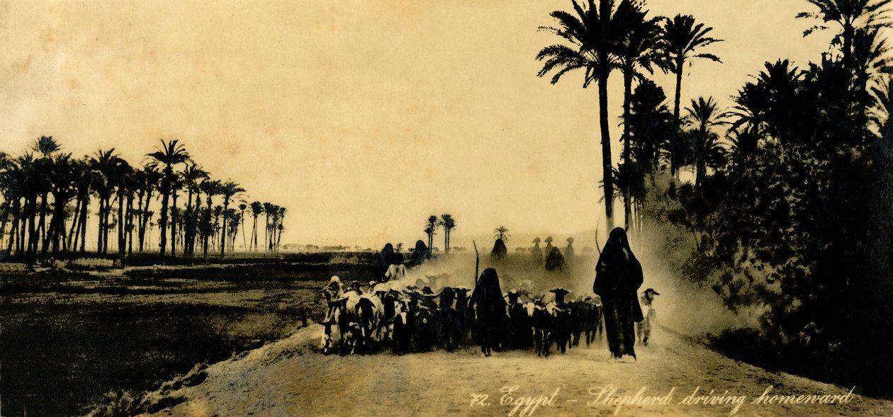مصر - الراعي يقود إلى المنزل ، c1918-c1939. بواسطة غير معروف