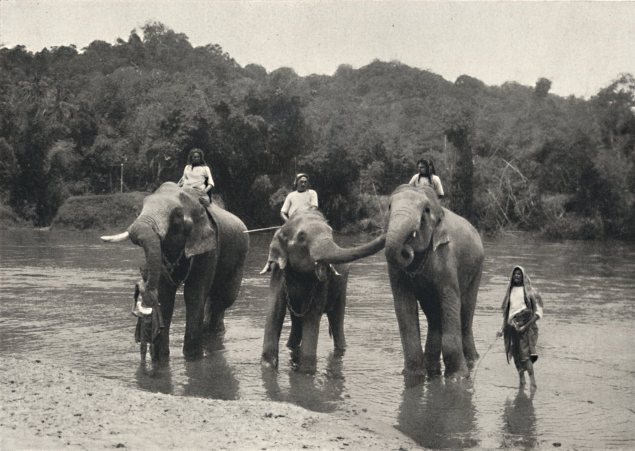 الفيلة في حمام Mahaaliganga ، 1926 بواسطة غير معروف