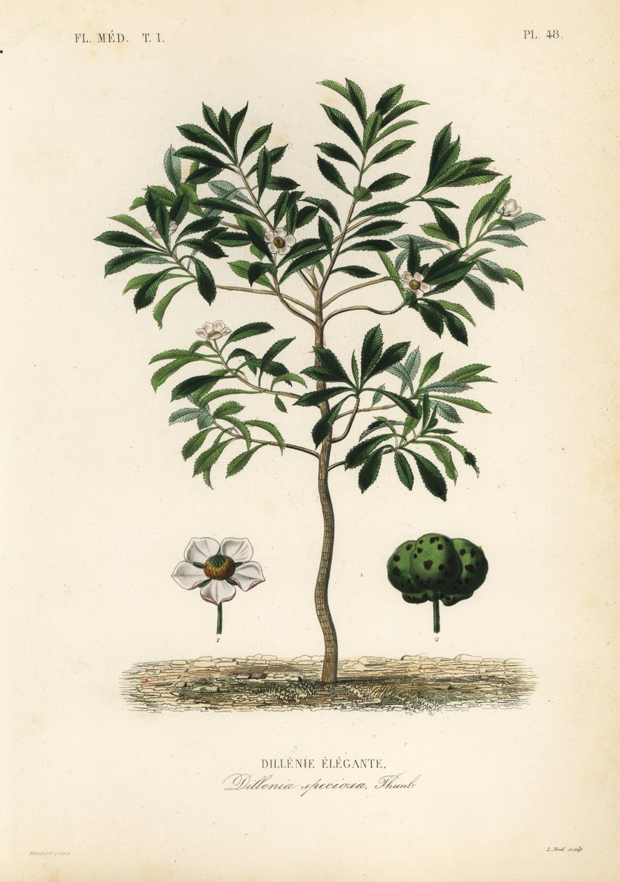 تفاحة الفيل أو chulta ، Dillenia indica ، Dillenia speciosa ، Dillenie elegante بواسطة غير معروف