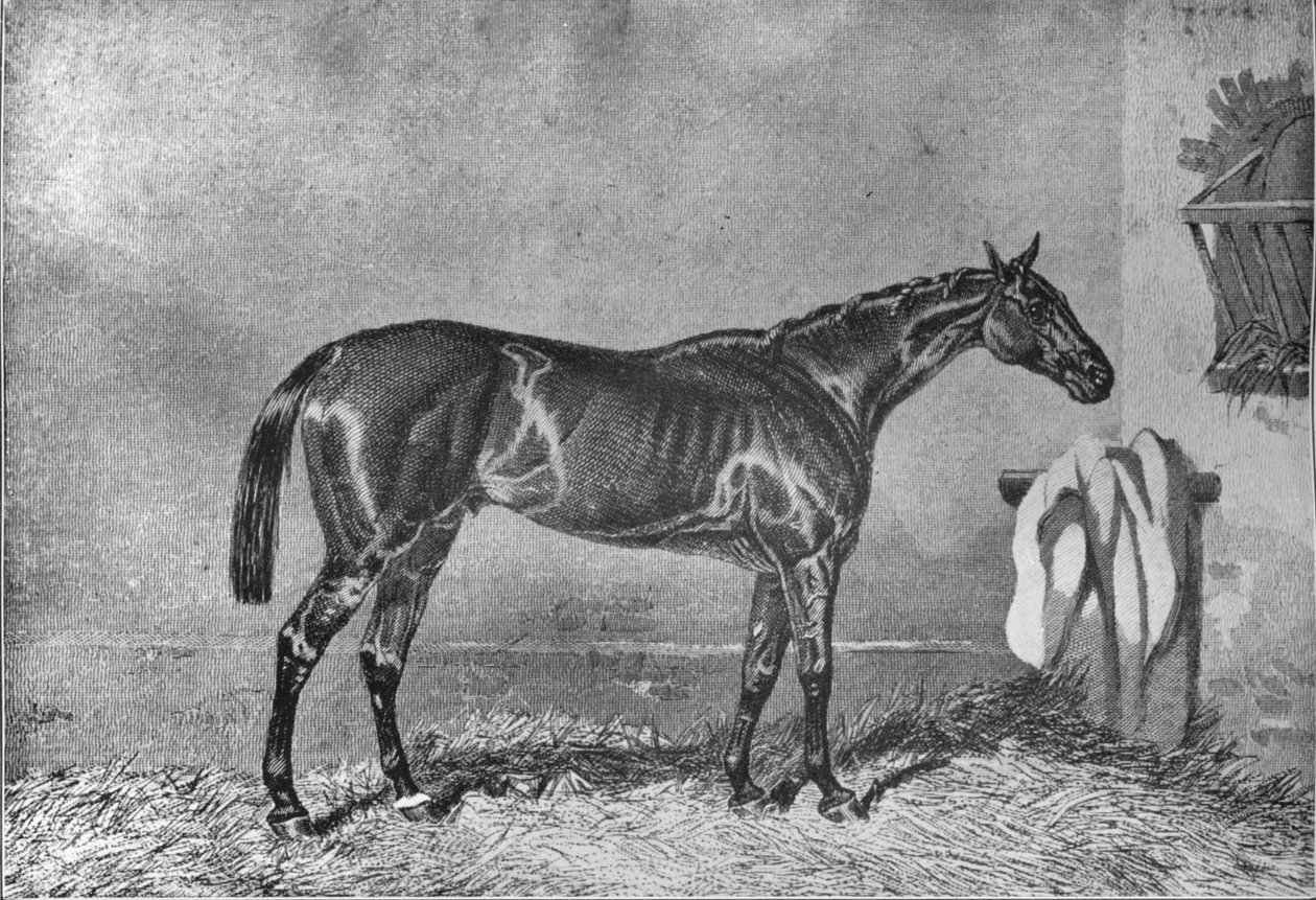 إلينجتون ، 1853-1870 ، 1911 بواسطة غير معروف