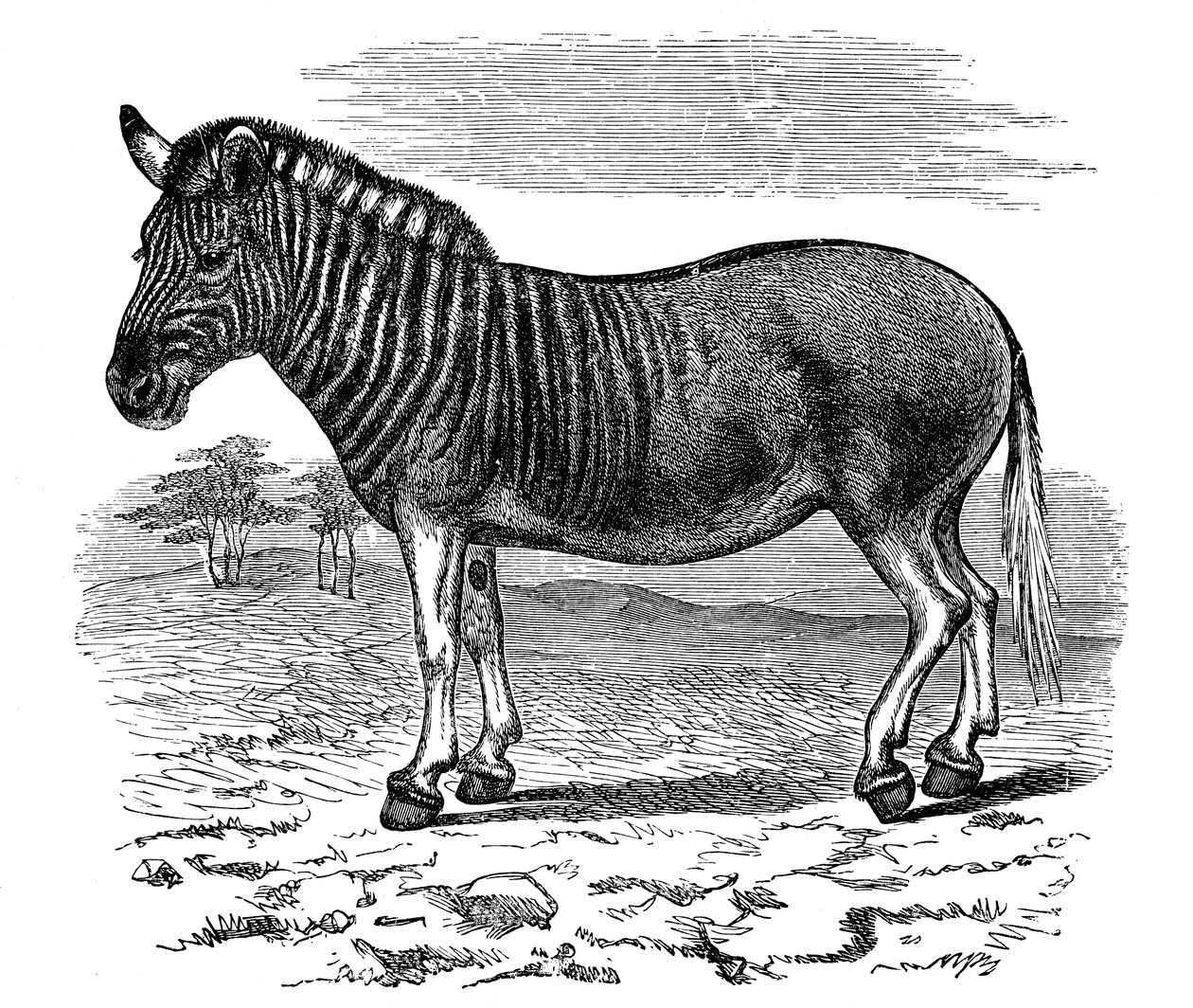 نقش كواجا ، 1893 بواسطة غير معروف