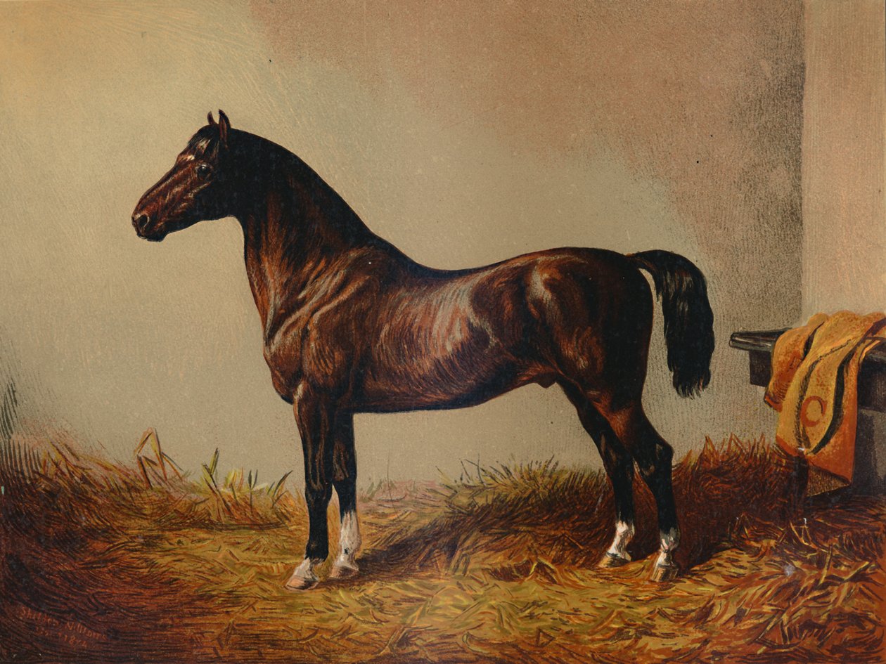 Pony Hack Don Carlos بالكامل ، c1897. بواسطة غير معروف