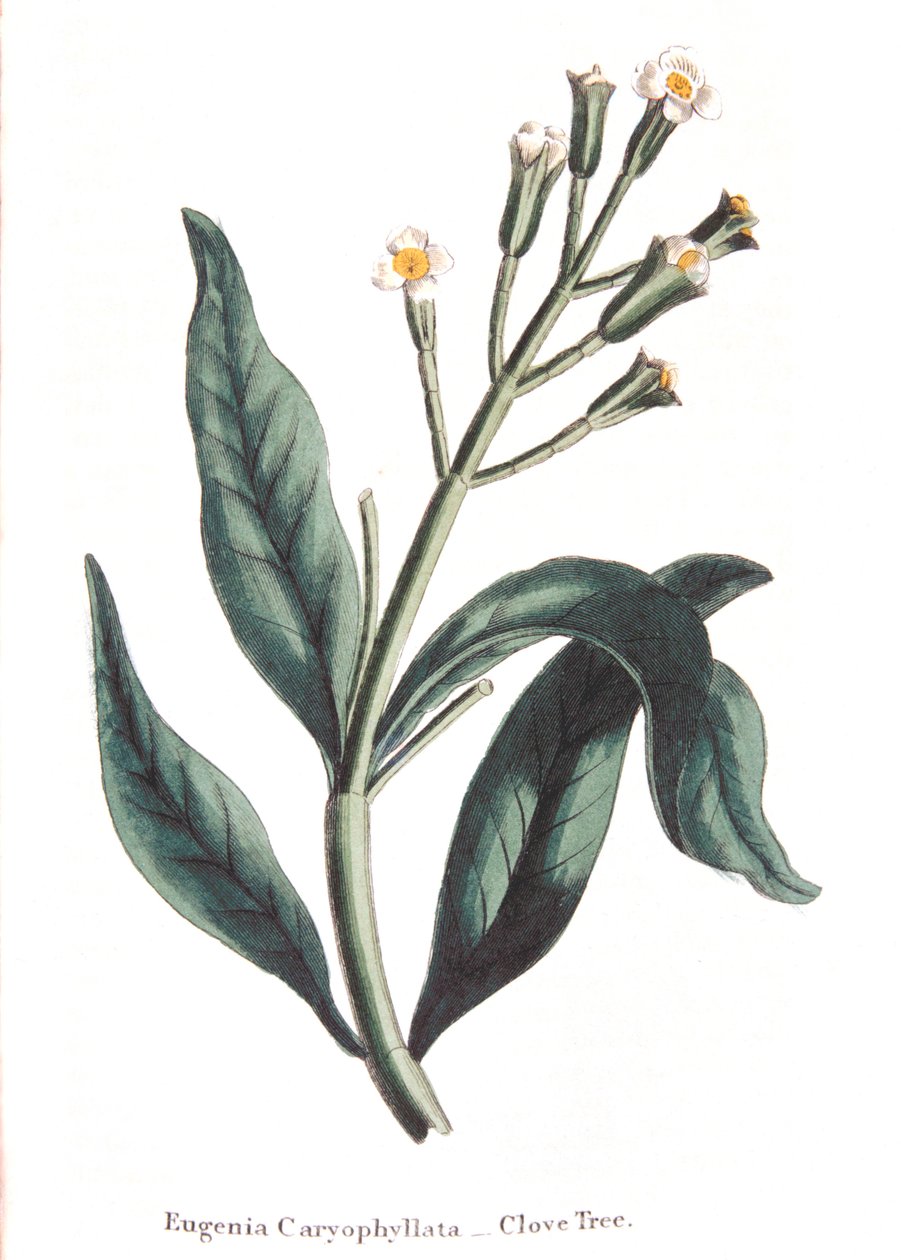 يوجينيا caryophyllata - شجرة القرنفل ، 1823 بواسطة غير معروف
