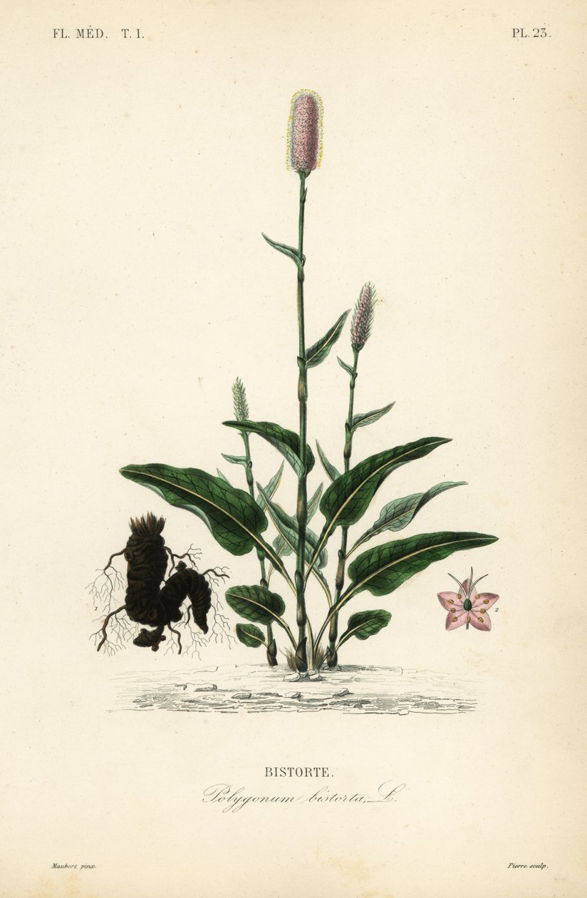 البيستورت الأوروبي أو snakeroot ، Persicaria bistorta ، Polygonum bistorta ، Bistorte بواسطة غير معروف