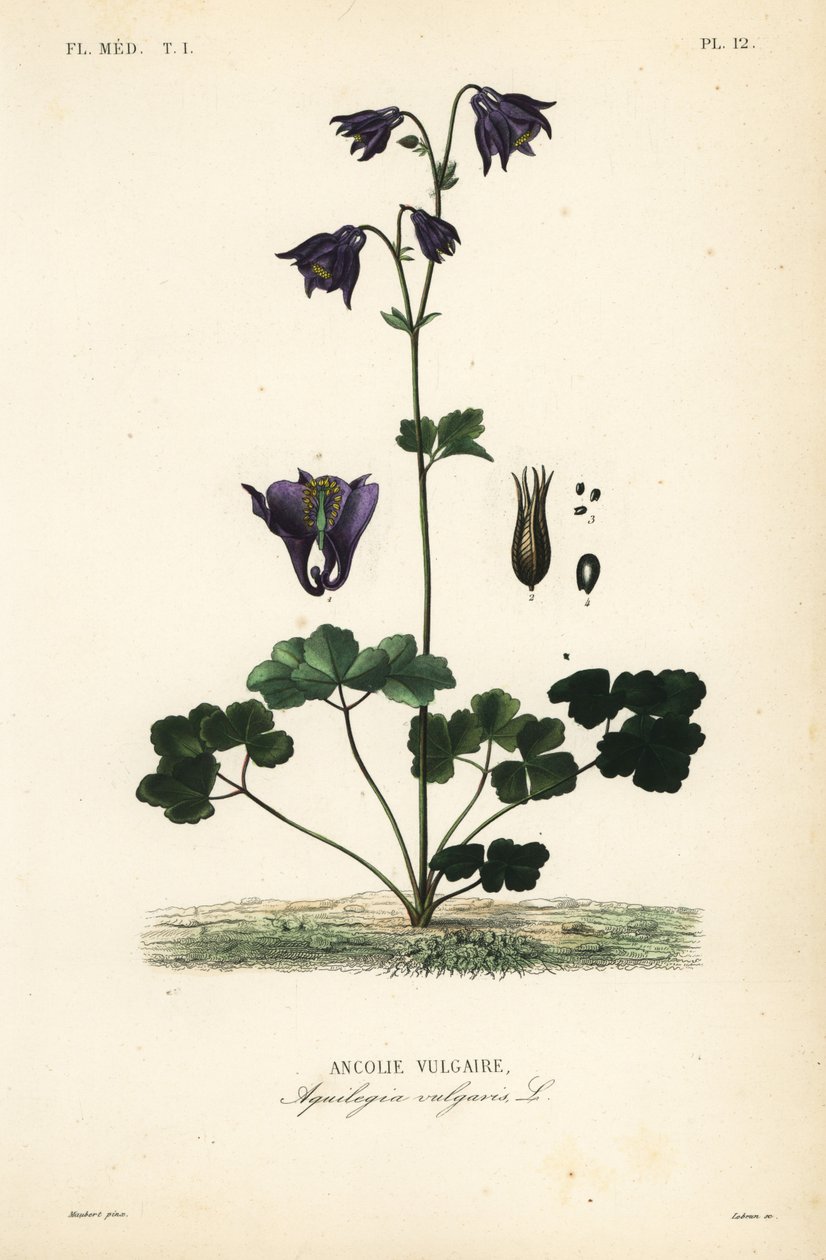 كولومبين الأوروبية ، Aquilegia vulgaris ، Ancolie vulgaire بواسطة غير معروف
