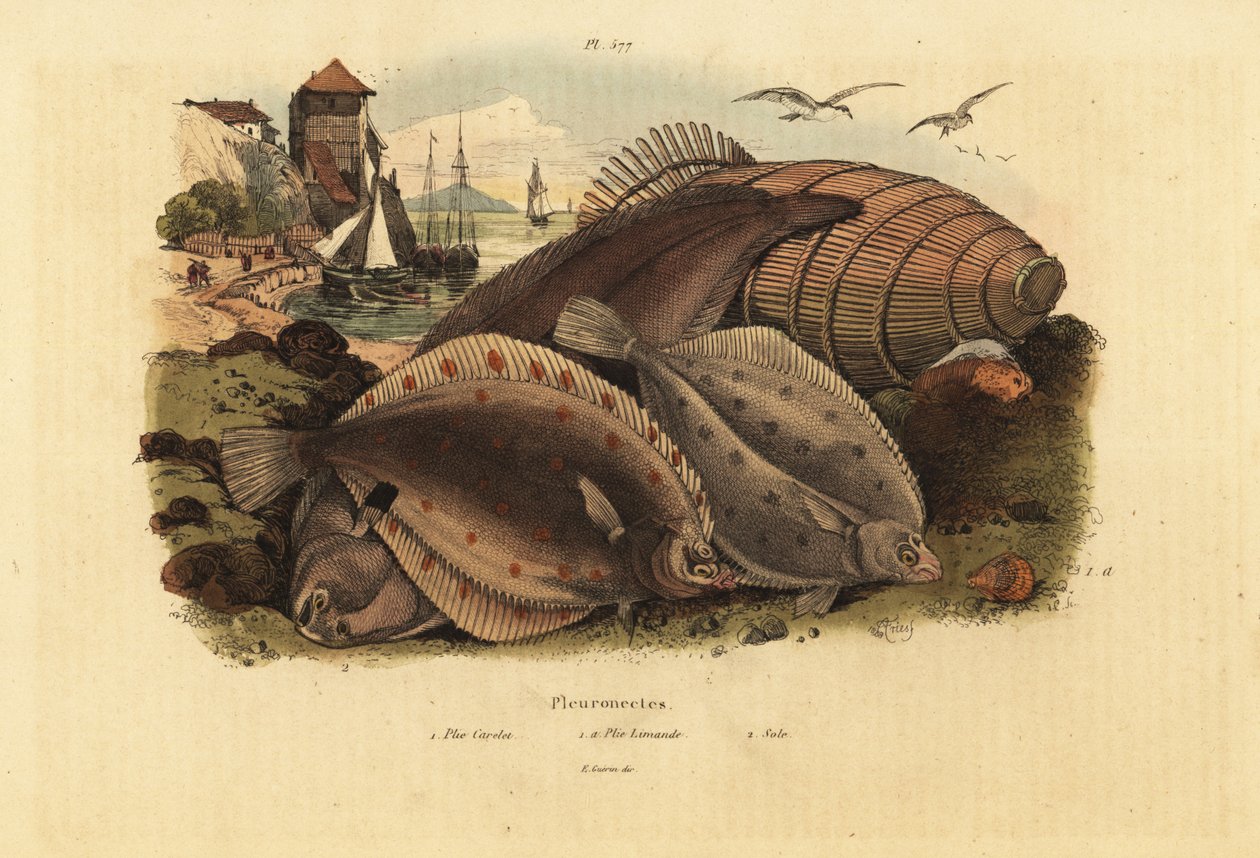 European plaice, Pleuronectes platessa 1, common dab, Limanda limanda 1a, and Dover sole, Solea solea 2 بواسطة غير معروف