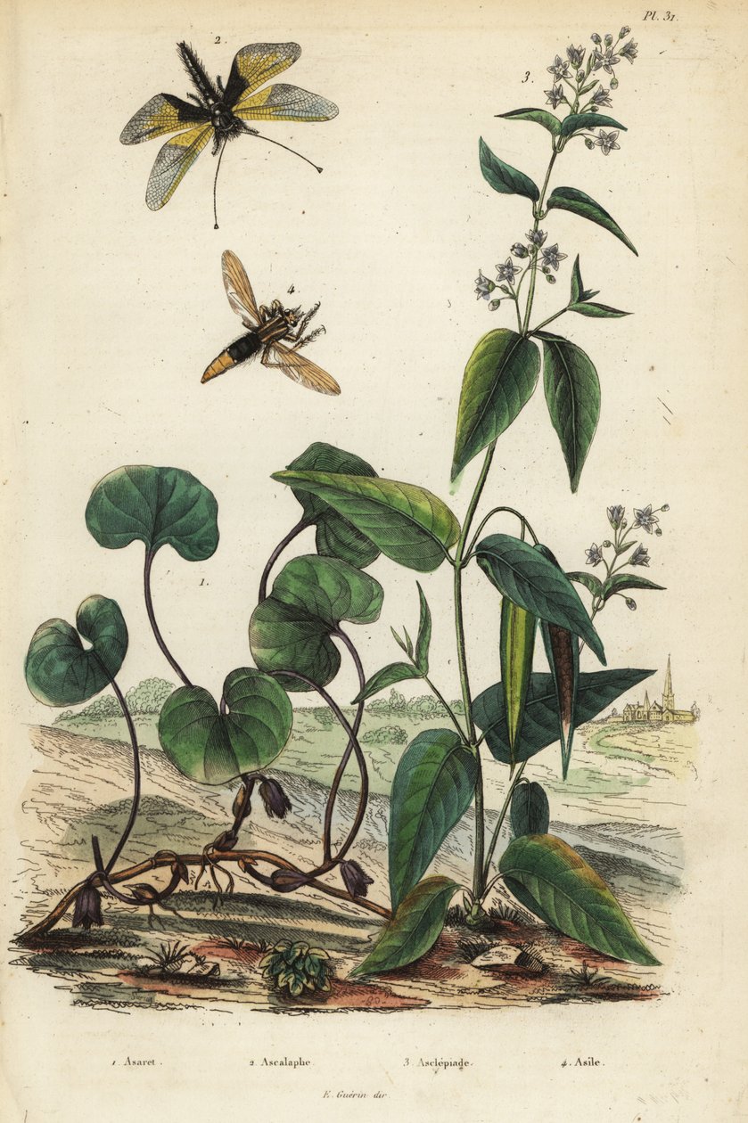 الزنجبيل البري الأوروبي ، Asarum europaeum 1 ، Libelloides longicornis ، Ascalaphus longicornis 2 ، الصقلاب ، Asclepias syriaca 3 ، الزنبور السارق ، Asilus crabroniformis 4. Asaret ، ascalaphe ، asclepiade ، Asile بواسطة غير معروف