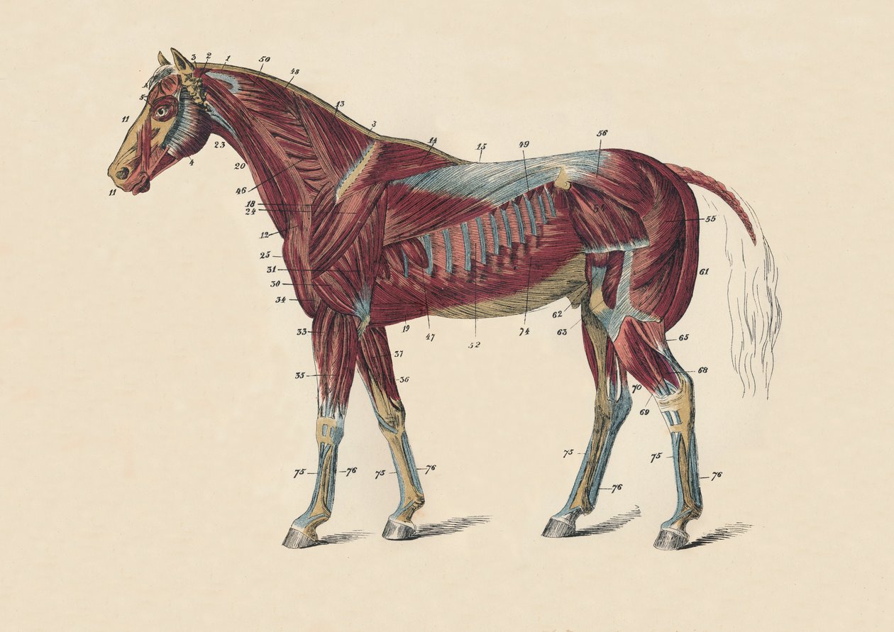 العضلات الخارجية وأوتار هيئة الخيول ، c1879. بواسطة غير معروف