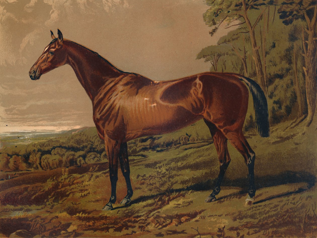 فير نيل ، c1879. بواسطة غير معروف