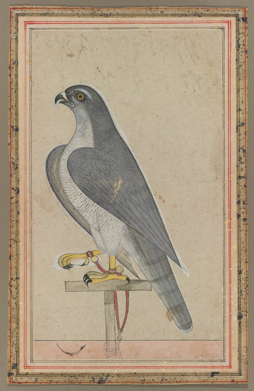 فالكون ، ج. 1770. بواسطة غير معروف