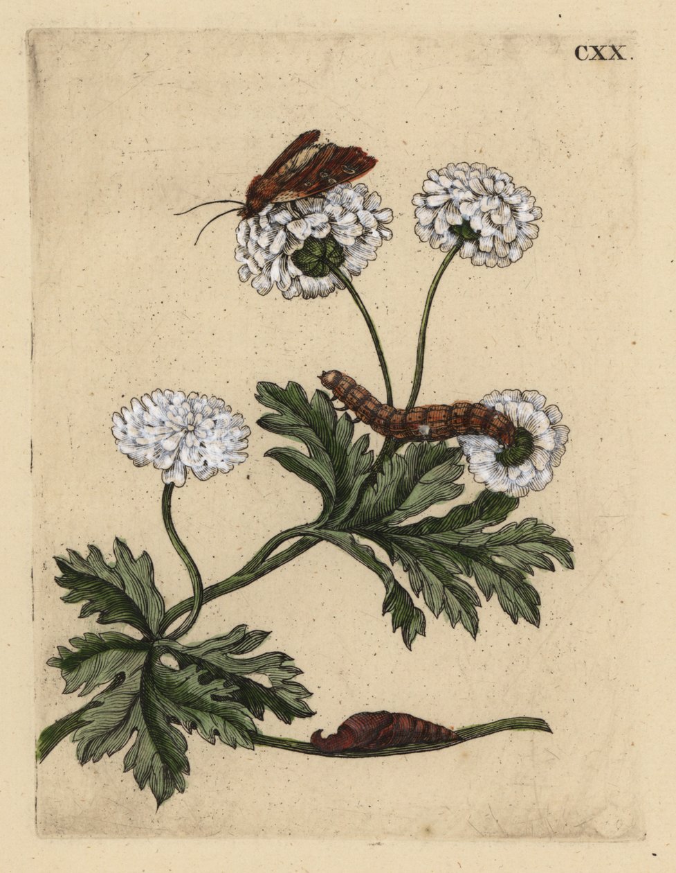 الأقحوان ، Tanacetum parthenium ، مع العثة واليرقة والباوبا ، CXX بواسطة غير معروف