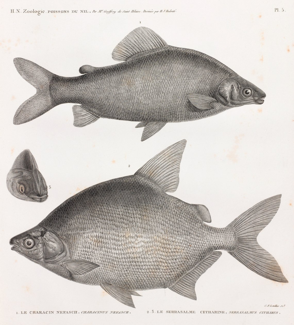 الأسماك: The Characin Nefasch و The Serrasalme Citharine بواسطة غير معروف