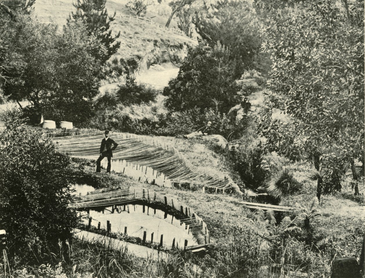 أسماك البرك ، إرسيلدون ، بالقرب من بالارات ، 1901. بواسطة غير معروف