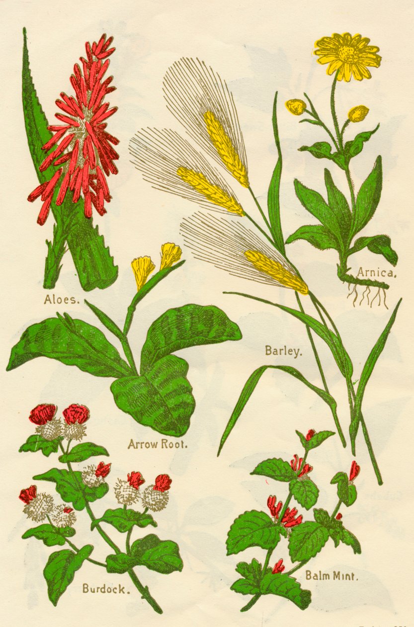 الزهور: Aloes ، Arnica ، Arrow Root ، Barley ، Balm Mint ، Burdock ، c1940. بواسطة غير معروف