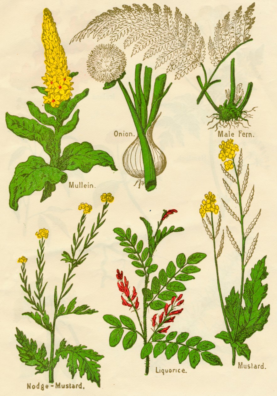الزهور: Mullein ، Onion ، Male Fern ، Nodge-Mustard ، Liquorice ، Mustard ، c1940 بواسطة غير معروف