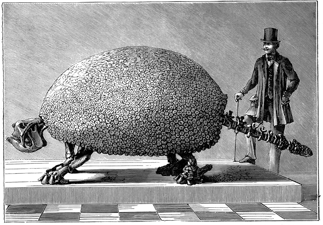 أحفورة أرماديلو عملاقة من أمريكا الجنوبية ، c1890 بواسطة غير معروف