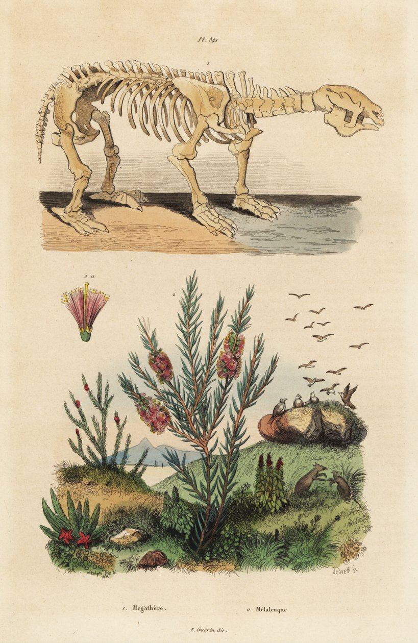 هيكل عظمي أحفوري لكسل أرضي عملاق منقرض ، Megatherium americanum ، وشجرة الشاي أو شجيرة العسل ، أنواع Melaleuca بواسطة غير معروف