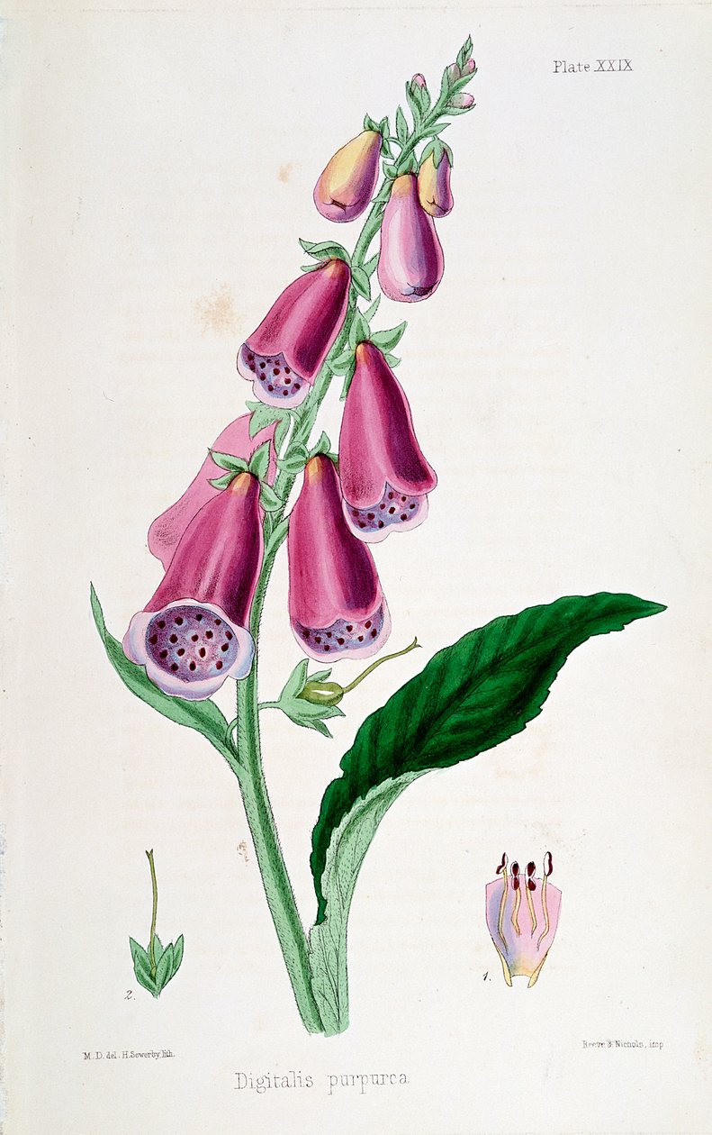 Foxglove Digitalis purpurea ، القرن التاسع عشر. بواسطة غير معروف