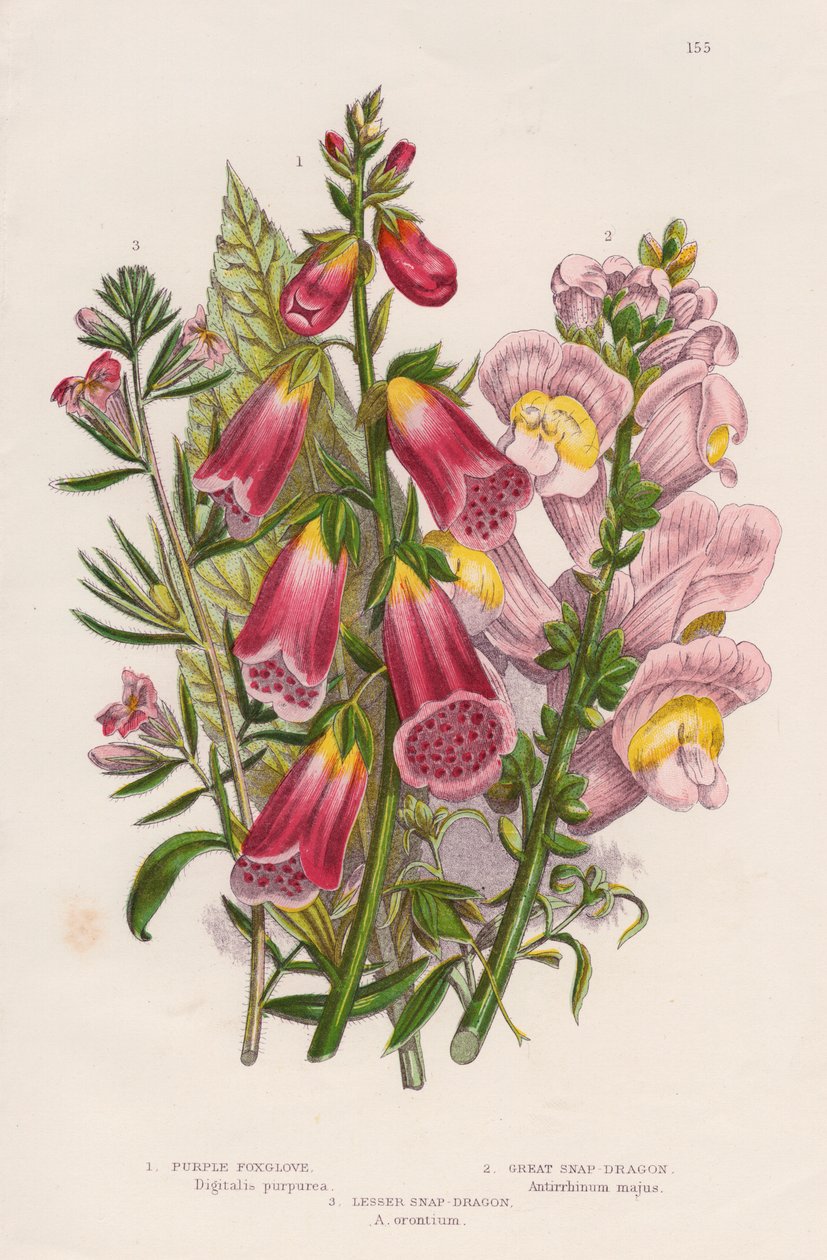 مركز Foxglove Digitalis purpurea ، c1885. بواسطة غير معروف