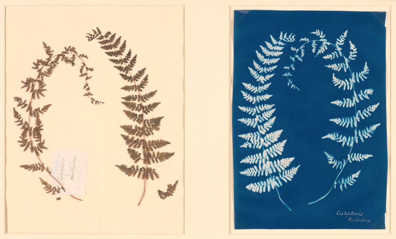من ألبوم Hatton Fern ، ج. 1850. بواسطة غير معروف