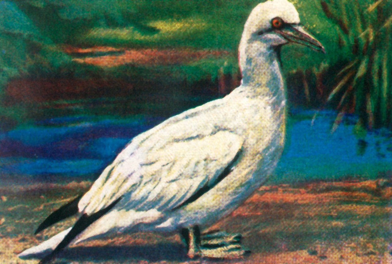 جانيت ، c1928. بواسطة غير معروف