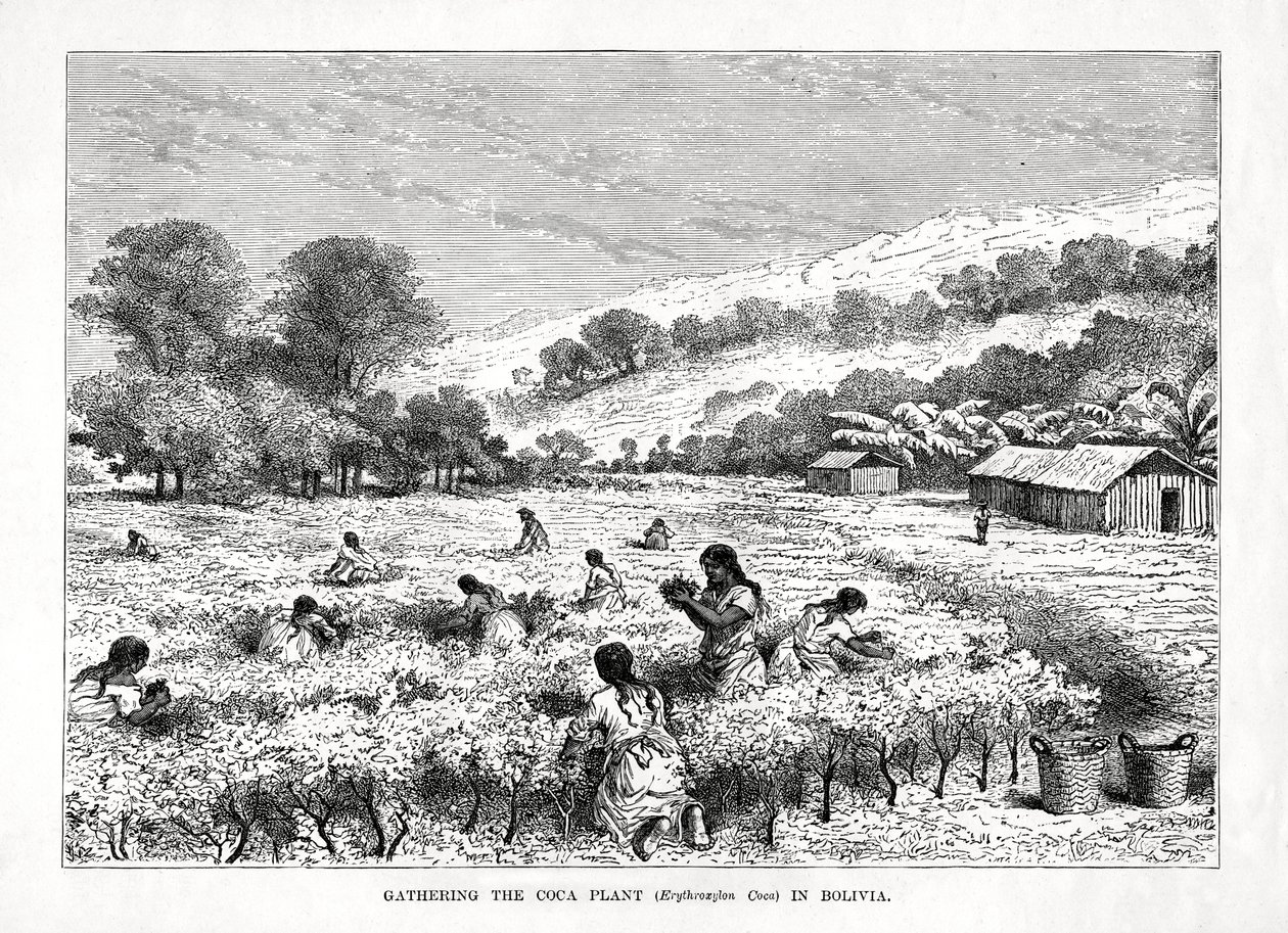 جمع نبات كوكا Erythroxylum coca في بوليفيا ، 1877 بواسطة غير معروف