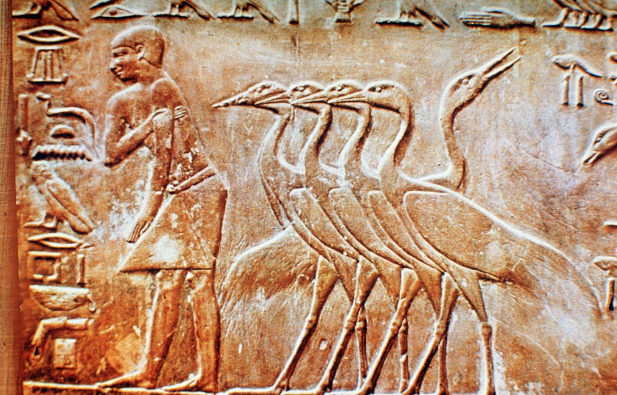الأوز ، نقوش جدارية من مقبرة بتاح حتب ، سقارة ، مصر ، القرن الرابع والعشرين قبل الميلاد بواسطة غير معروف