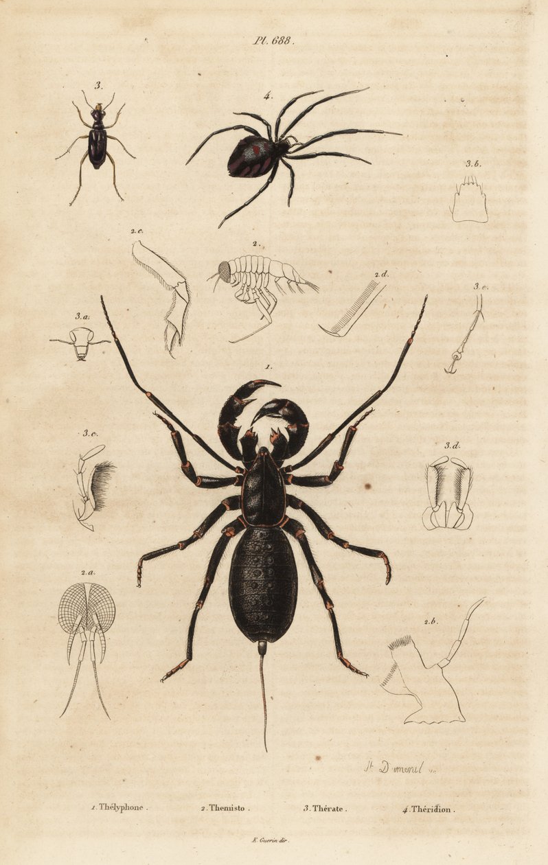 العقرب السوطي العملاق ، Mastigoproctus giganteus ، الخنفساء ، أنواع Theratus ، وعنكبوت العنكبوت ، أنواع Theridion بواسطة غير معروف