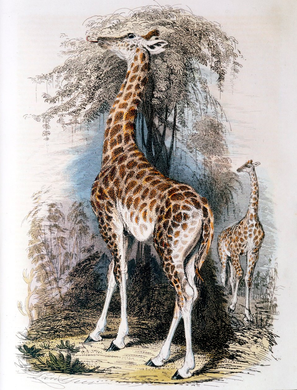 تصفح الزرافة على شجرة ، 1836 بواسطة غير معروف