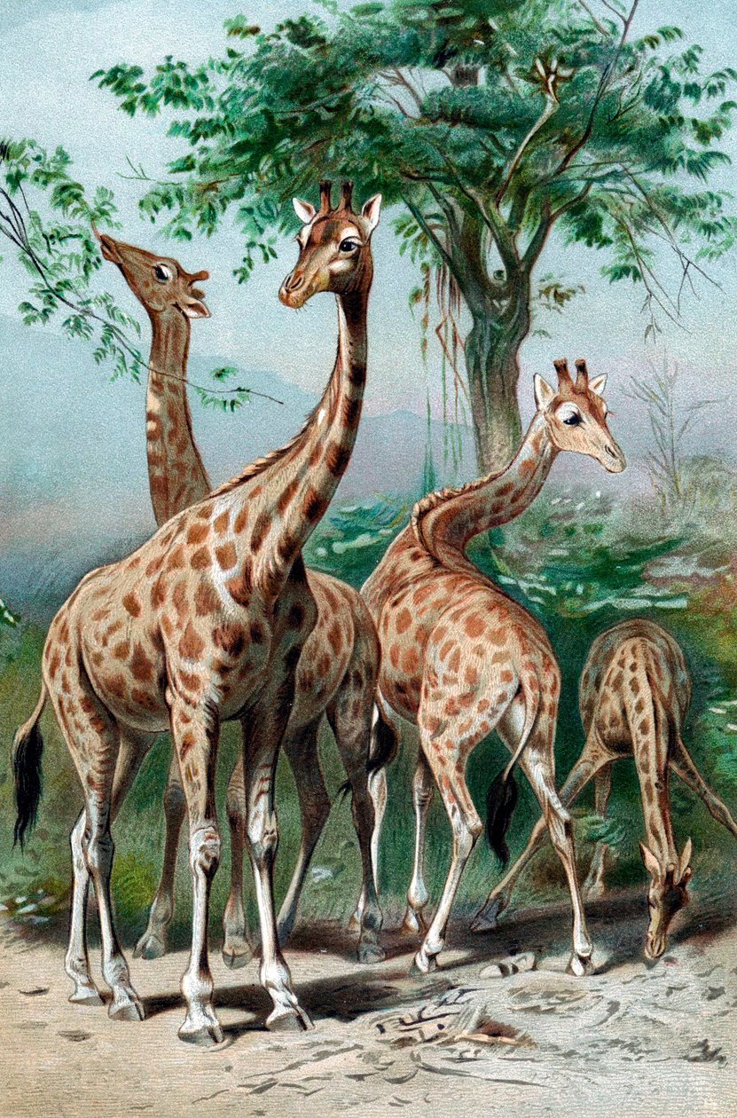 تصفح الزرافات ، c1885 بواسطة غير معروف