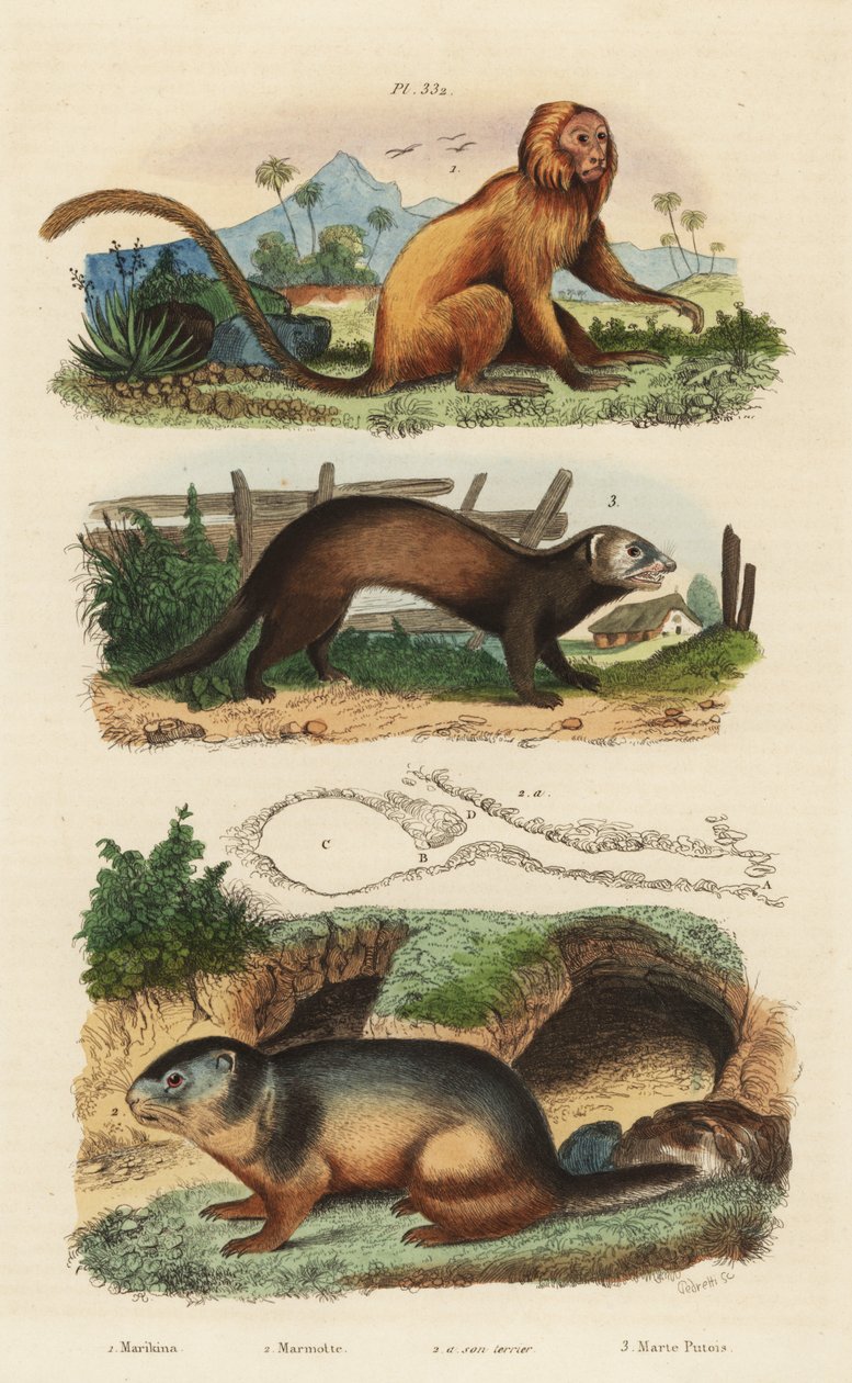 تمارين الأسد الذهبي ، Leontopithecus rosalia ، المهددة بالانقراض 1 ، المرموط الألبي ، Marmota marmota 2 and den ، و ferret or polecat ، موستيلا بوتوريوس 3 بواسطة غير معروف