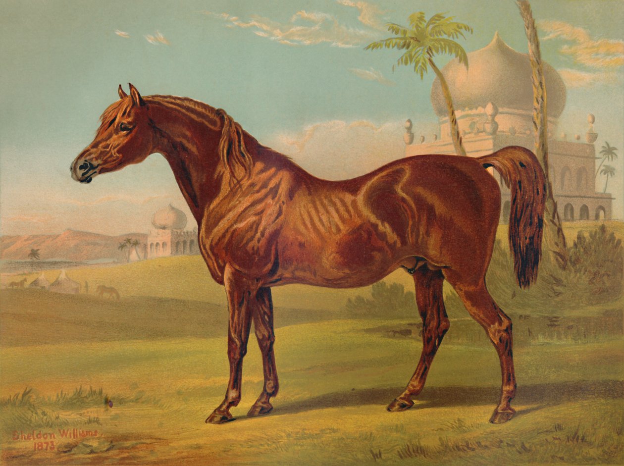 جولدي ، عربي من الدرجة العالية ، c1879. بواسطة غير معروف
