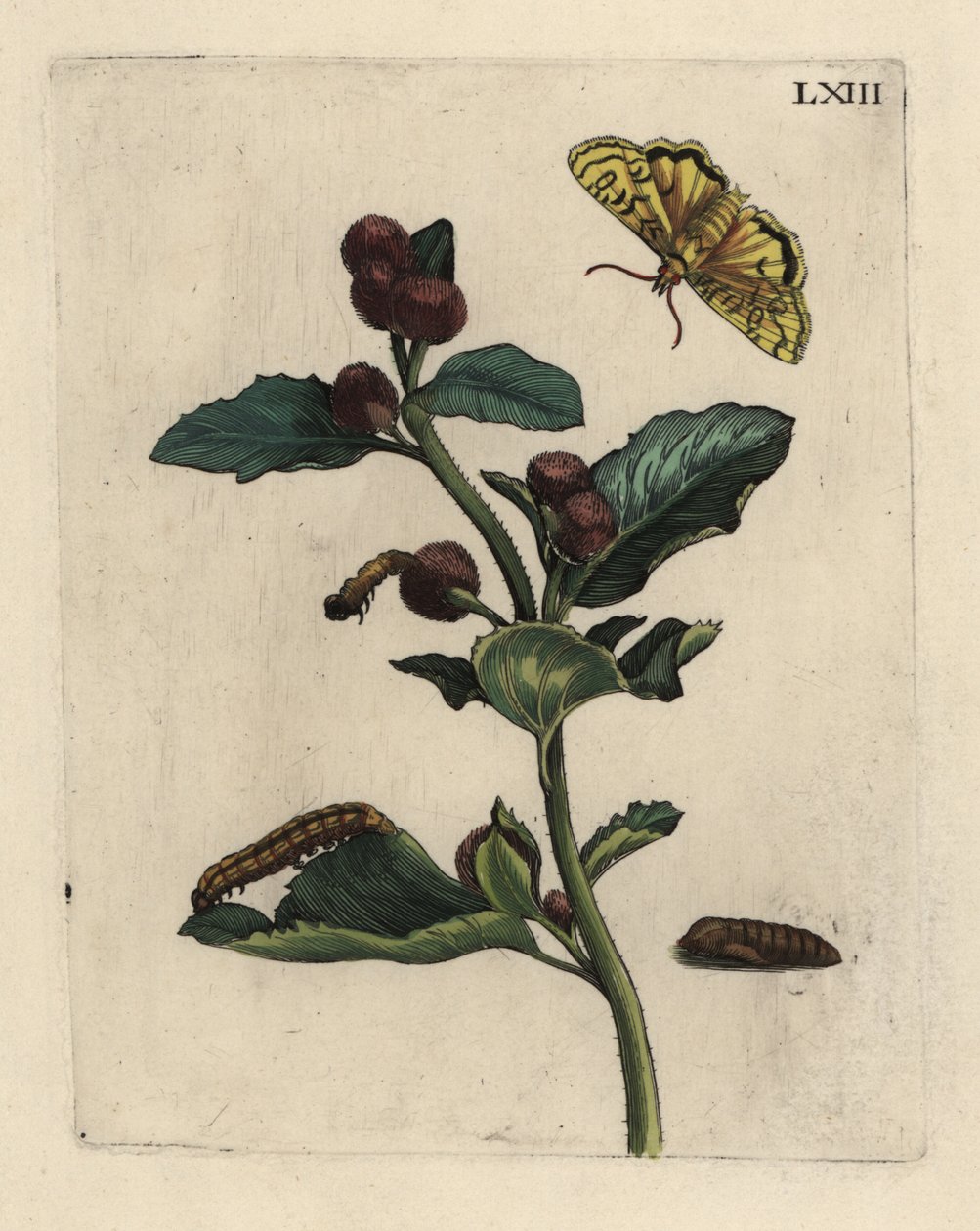 نبات الأرقطيون الأكبر ، Arctium lappa ، مع العثة ، اليرقة و pupa LXIII بواسطة غير معروف