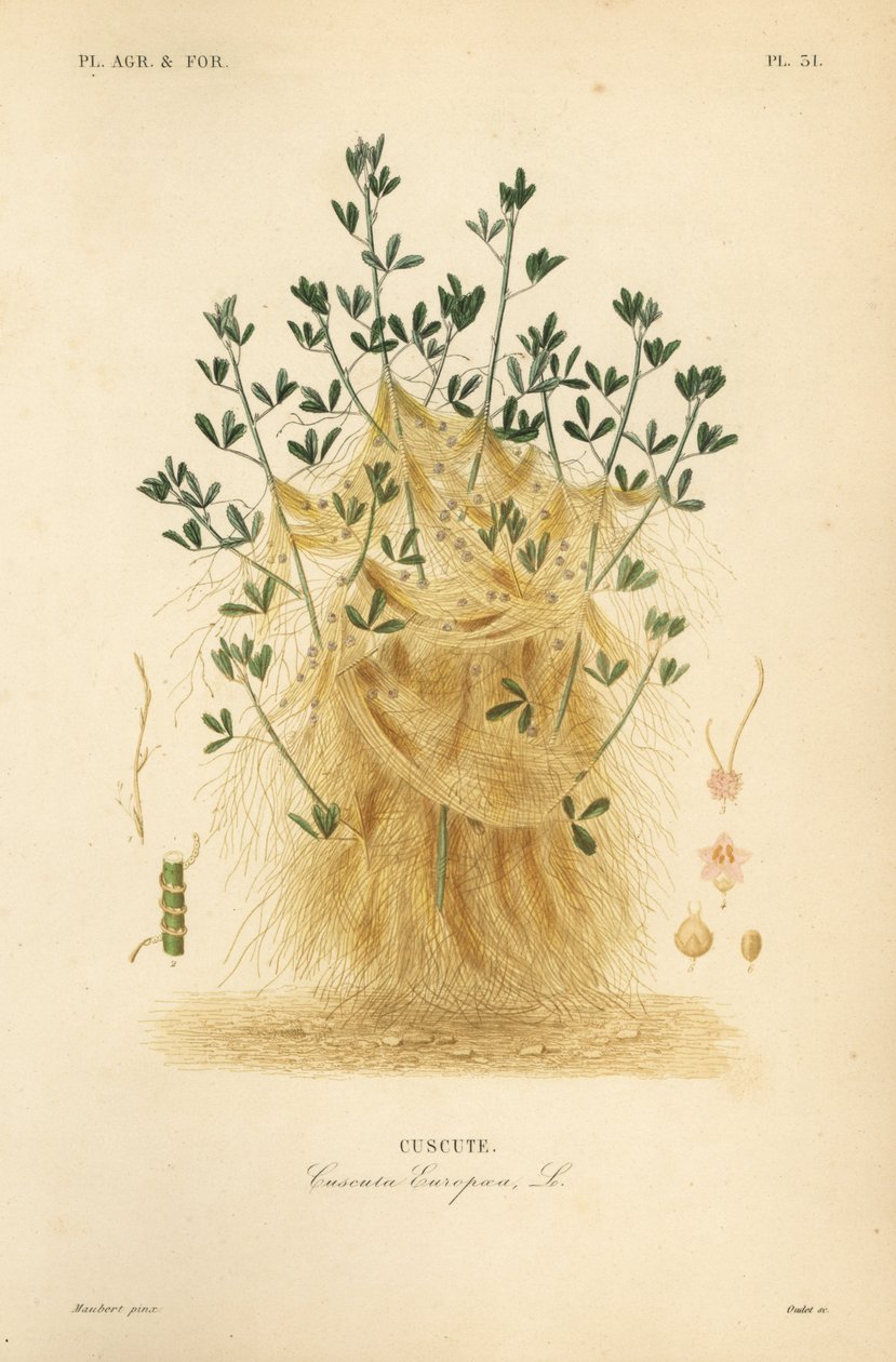 الحامول الأكبر أو الحامول الأوروبي ، Cuscuta europaea ، cuscute بواسطة غير معروف