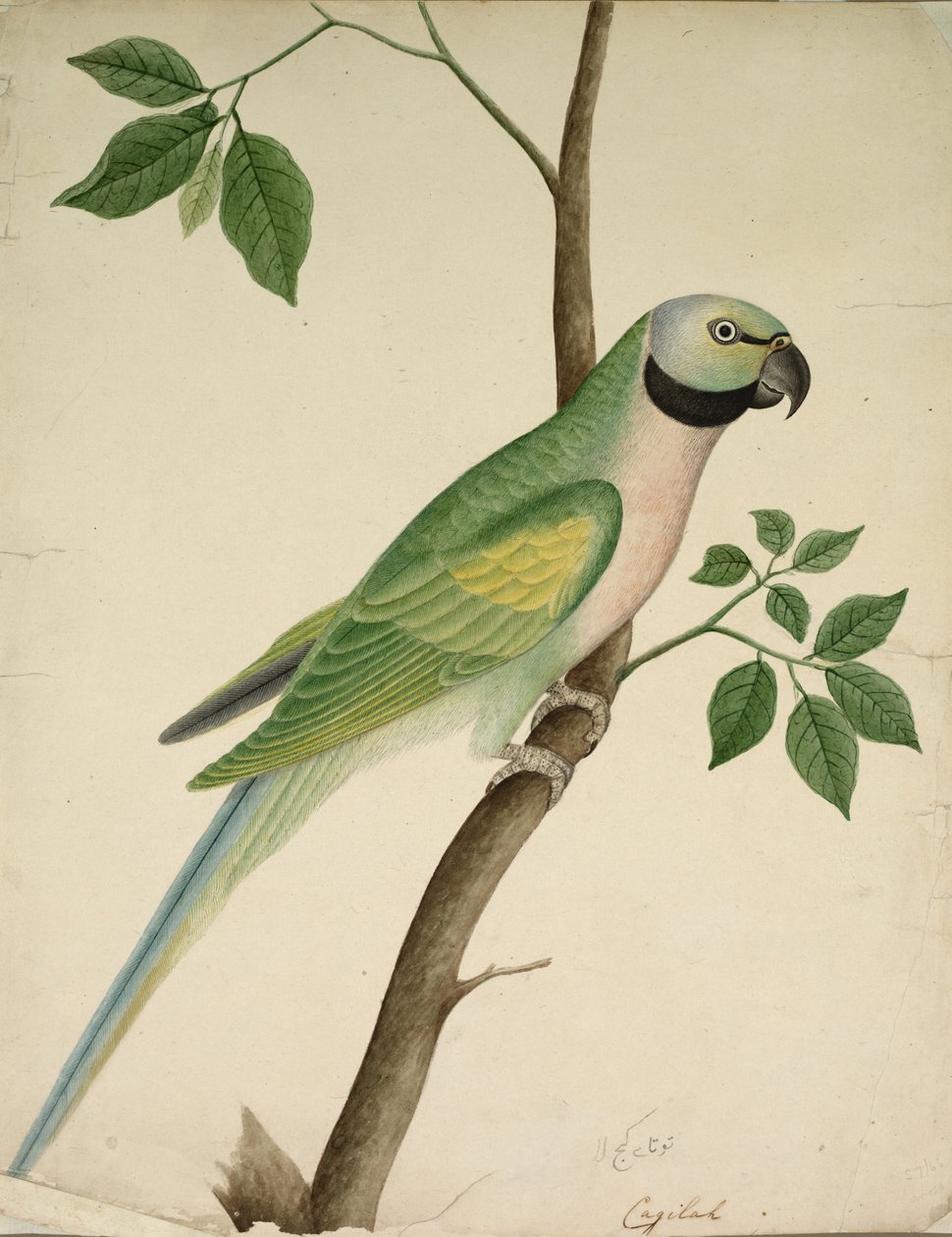 الببغاء الأخضر ، ج. 1820. بواسطة غير معروف