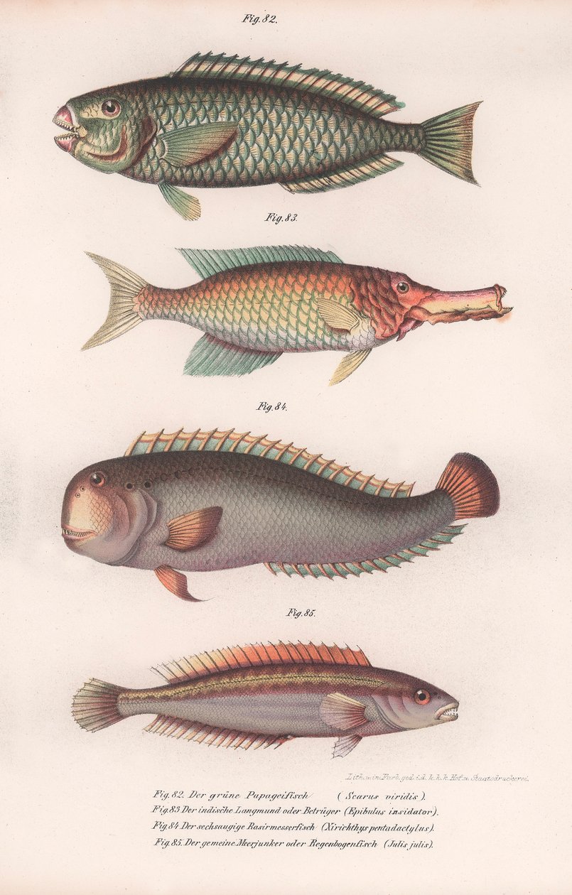 سمكة الببغاء الخضراء. Indian longmouth ، Rasirnesser ، Wrasse ، c.1850s بواسطة غير معروف