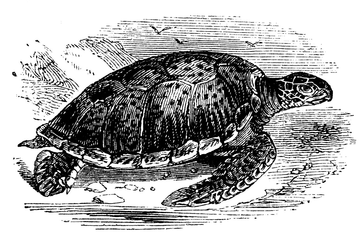 السلحفاة الخضراء Chelone mydas ، c1890 بواسطة غير معروف
