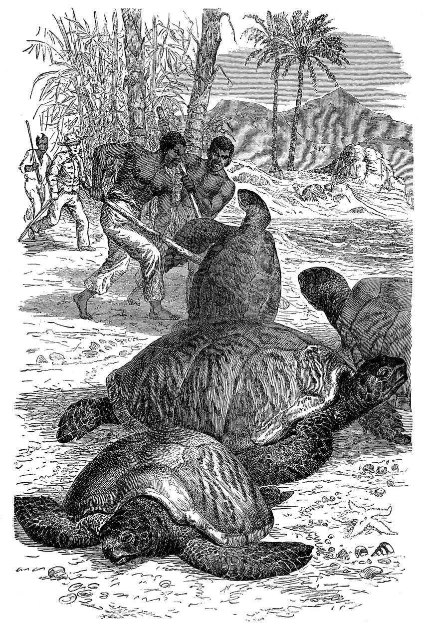 السلاحف الخضراء تم القبض عليها من قبل الصيادين ، 1884 بواسطة غير معروف