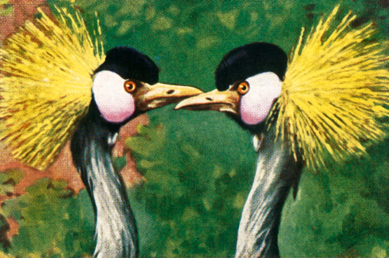 الرافعات المتوجة الرمادية ، c1928. بواسطة غير معروف